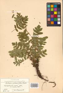 Sorbaria pallasii (G. Don) Pojark., Siberia, Russian Far East (S6) (Russia)