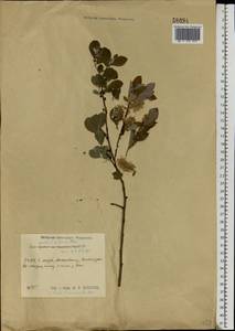 Salix aurita × livida, Eastern Europe, Central region (E4) (Russia)