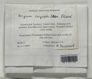 Ptychostomum cryophilum (Mårtensson) J.R. Spence, Bryophytes, Bryophytes - Krasnoyarsk Krai, Tyva & Khakassia (B17) (Russia)