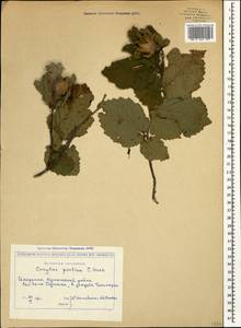 Corylus avellana var. pontica (K.Koch) H.J.P.Winkl., Caucasus, Georgia (K4) (Georgia)