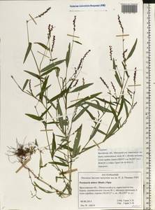 Persicaria minor (Huds.) Opiz, Eastern Europe, Central forest region (E5) (Russia)