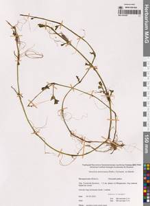 Veronica americana (Raf.) Schwein. ex Benth., Siberia, Chukotka & Kamchatka (S7) (Russia)