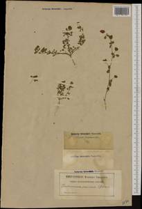 Trifolium campestre Schreb., Western Europe (EUR) (France)