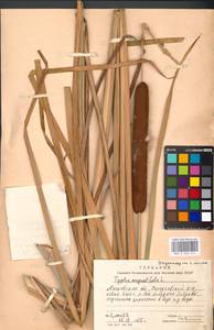 Typha angustifolia L., Eastern Europe, Moscow region (E4a) (Russia)