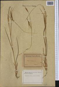 Andropogon distachyos L., Western Europe (EUR) (France)