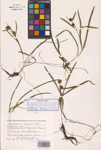 Sparganium natans L., Eastern Europe, Western region (E3) (Russia)