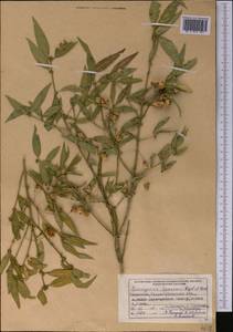 Euonymus semenovii Regel & Herder, Middle Asia, Dzungarian Alatau & Tarbagatai (M5) (Kazakhstan)