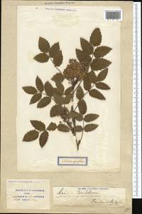Mahonia aquifolium (Pursh) Nutt., Middle Asia, Syr-Darian deserts & Kyzylkum (M7) (Uzbekistan)
