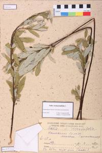 Salix rosmarinifolia L., Siberia, Altai & Sayany Mountains (S2) (Russia)