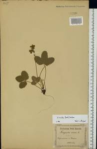 Fragaria viridis Duchesne, Eastern Europe, South Ukrainian region (E12) (Ukraine)