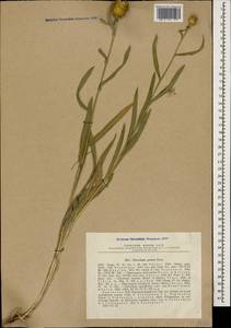 Centaurea kotschyi subsp. persica (Boiss.) Greuter, Caucasus, Armenia (K5) (Armenia)