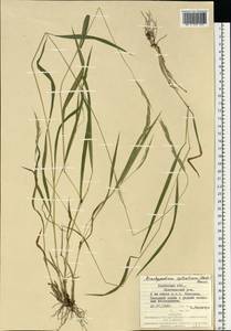 Brachypodium sylvaticum (Huds.) P.Beauv., Eastern Europe, West Ukrainian region (E13) (Ukraine)