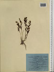 Phedimus kamtschaticus (Fisch.) 't Hart, Siberia, Chukotka & Kamchatka (S7) (Russia)