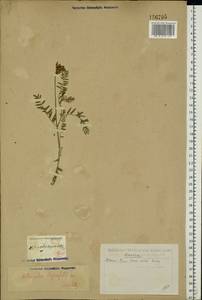 Astragalus danicus Retz., Eastern Europe, Eastern region (E10) (Russia)