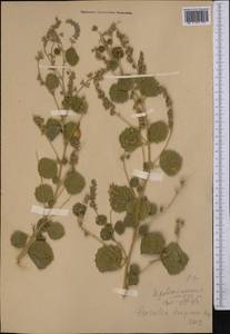 Cullen drupaceum (Bunge)C.H.Stirt., Middle Asia, Pamir & Pamiro-Alai (M2) (Kyrgyzstan)