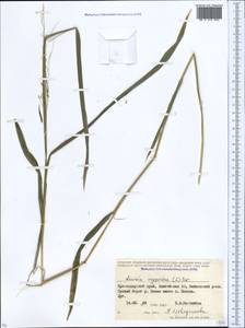 Leersia oryzoides (L.) Sw., Caucasus, Krasnodar Krai & Adygea (K1a) (Russia)