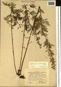 Artemisia macrantha Ledeb., Siberia, Yakutia (S5) (Russia)