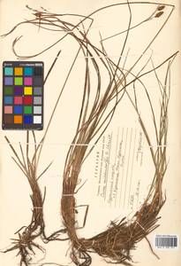 Carex middendorffii F.Schmidt, Siberia, Russian Far East (S6) (Russia)