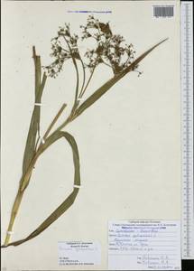 Scirpus sylvaticus L., Caucasus, South Ossetia (K4b) (South Ossetia)