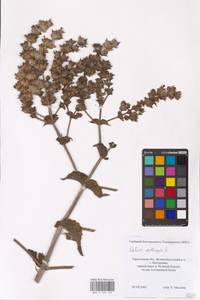MHA 0 156 125, Salvia aethiopis L., Eastern Europe, North Ukrainian region (E11) (Ukraine)