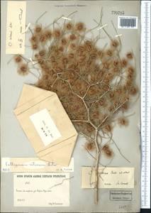 Calligonum setosum (Litv.) Litv., Middle Asia, Karakum (M6) (Turkmenistan)