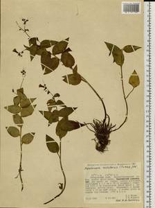 Mertensia rivularis (Turcz.) DC., Siberia, Russian Far East (S6) (Russia)