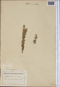 Euphorbia paralias L., America (AMER) (Not classified)