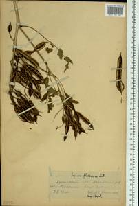 Sophora flavescens Aiton, Siberia, Russian Far East (S6) (Russia)