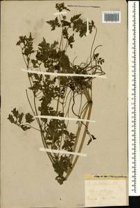 Geranium robertianum L., Caucasus, Stavropol Krai, Karachay-Cherkessia & Kabardino-Balkaria (K1b) (Russia)