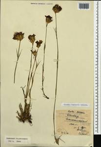 Dianthus ruprechtii Schischk.,, Caucasus, Krasnodar Krai & Adygea (K1a) (Russia)