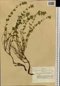 Dracocephalum fruticulosum Steph. ex Willd., Siberia, Altai & Sayany Mountains (S2) (Russia)