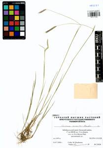 Hordeum roshevitzii Bowden, Siberia, Baikal & Transbaikal region (S4) (Russia)