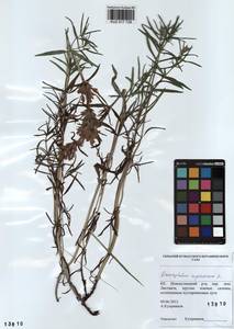 Dracocephalum ruyschiana L., Siberia, Altai & Sayany Mountains (S2) (Russia)