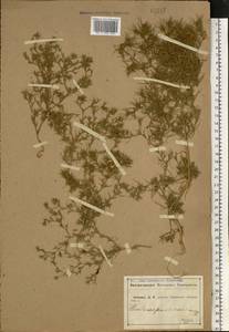 Ceratocarpus arenarius L., Eastern Europe, Central forest-and-steppe region (E6) (Russia)