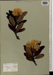Rhododendron caucasicum Pall., Caucasus, Stavropol Krai, Karachay-Cherkessia & Kabardino-Balkaria (K1b) (Russia)
