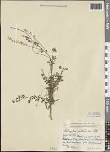 Astragalus melilotoides Pall., South Asia, South Asia (Asia outside ex-Soviet states and Mongolia) (ASIA) (China)