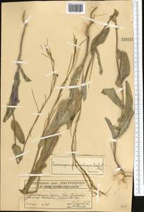 Conringia planisiliqua Fisch. & C.A. Mey., Middle Asia, Western Tian Shan & Karatau (M3) (Kazakhstan)