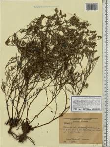 Limonium caspium (Willd.) Gams, Eastern Europe, South Ukrainian region (E12) (Ukraine)