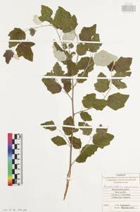 Populus alba L., Eastern Europe, Central region (E4) (Russia)