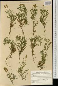 Diphasiastrum complanatum (L.) Holub, Mongolia (MONG) (Mongolia)