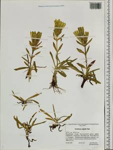 Gentiana algida Pall., Siberia, Altai & Sayany Mountains (S2) (Russia)