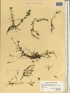 Callitriche cophocarpa Sendtn., Eastern Europe, Central forest-and-steppe region (E6) (Russia)