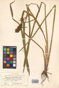 Sparganium glomeratum (Laest. ex Beurl.) Beurl., Siberia, Russian Far East (S6) (Russia)