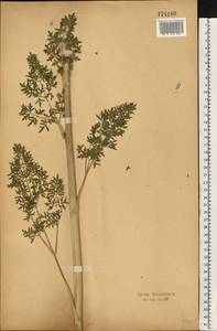 Xanthoselinum alsaticum (L.) Schur, Eastern Europe, Central forest-and-steppe region (E6) (Russia)