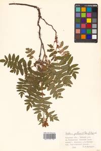 Sorbaria pallasii (G. Don) Pojark., Siberia, Russian Far East (S6) (Russia)