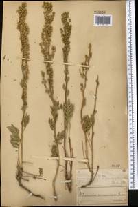 Artemisia armeniaca Lam., Middle Asia, Muyunkumy, Balkhash & Betpak-Dala (M9) (Kazakhstan)