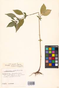 Elsholtzia ciliata (Thunb.) Hyl., Eastern Europe, Moscow region (E4a) (Russia)