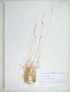 Festuca jacutica Drobow, Siberia, Russian Far East (S6) (Russia)