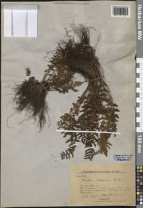 Woodsia ilvensis (L.) R.Br., Siberia, Russian Far East (S6) (Russia)