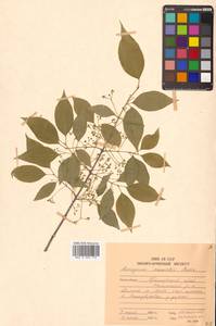 Euonymus maackii Rupr., Siberia, Russian Far East (S6) (Russia)